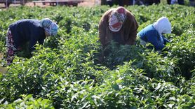Edirne Karaağaç Acı Biberi Hasadına Başladı
