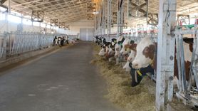 Erzincan'da Şap Hastalığına Karşı Aşılama Seferberliği