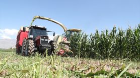 Erzincan'da Silajlık Mısır Üretimi Hayvancılığı Güçlendiriyor