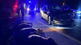 Erzincan'da SUV Aracı Küçükbaş Hayvan Sürüsüne Çarptı