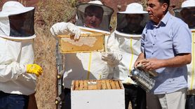 Erzincan Geven Balı Hasadı Gerçekleşti