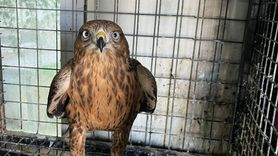 Erzurum'da Yırtıcı Kuşun Doğaya Kazandırılması