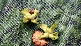 Giresun'da Fındık Hasadı İçin File Örtü Desteği