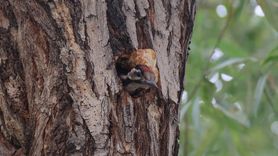 Iğdır İl Özel İdaresi'nde Alaca Ağaçkakan Maskot Oldu