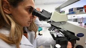 İklim Değişikliği Kestane Balının Kalitesini Tehdit Ediyor