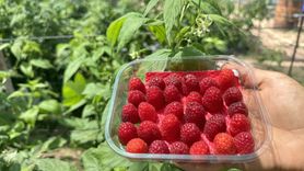 Isparta'da Ahududu Hasadı Hayata Geçiyor