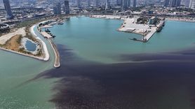 İzmir Körfezi'nde Yeni Balık Ölümleri