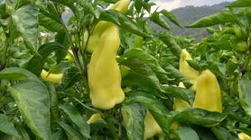 Kale Biberinin Hasadı Başladı: Kalite ve Verim Öne Çıkıyor