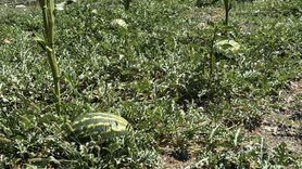 Karabük'te Karpuz Hasadı Etkinliği Gerçekleştirildi