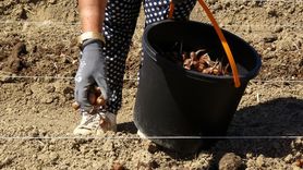 Karabük'te Safran Ekim Sezonu Başladı