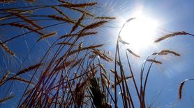 Kars'ta Buğday Hasadı Devam Ediyor