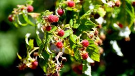 Kars'ta Doğal Böğürtlen Hasadı Başladı