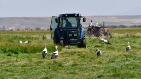Kars'ta Leyleklerin Hasat Zamanı Coşkusu