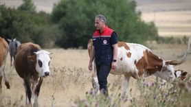 Kars'ta Şap Hastalığına Karşı Mücadele Başarıyla Devam Ediyor