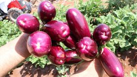 Kilis'in Eşsiz Zabaran Patlıcanının Hasadı Başladı