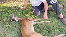 Kırklareli'nde Yaralı Karaca Kurtarıldı