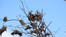 Kuraklık Fındık Üretimini Tehdit Ediyor: TZOB Başkanı Bayraktar Açıklamalarda Bulundu