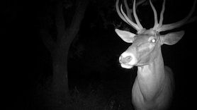 Kütahya'da Geyik Hobi Bahçesini Zarara Uğrattı