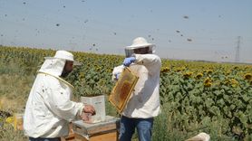 Muş Alparslan Üniversitesi'nde Bal Hasadı Sevinci