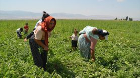 Muş Ovası'nda Kadın Tarım İşçilerinin Karpuz Hasadı Mücadelesi