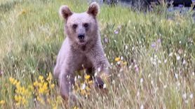 Nemrut Kalderası'nda Bozayı Uyarısı