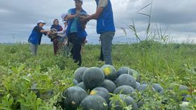 Samsun'da Genç Gönüllüler Karpuz Hasadı Yaptı