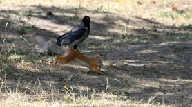 Sarıkamış'ın Yaban Hayvanları Doğada Canlanıyor