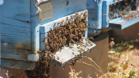 Sıcak Hava Erken Hasadı Getirdi: Zara Balında Kalite ve Verim Artışı