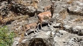 Siirt'te Dağ Keçileri Piknik Alanında Görüntülendi