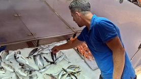 Sinop'ta Palamut Satışları: Tanesi 350 Lira