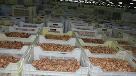 Tariş Kuru İncir Alım Fiyatlarını Duyurdu