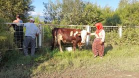 Tokat'ta İtfaiye Ekipleri 3 İneği Göletten Kurtardı