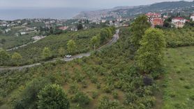 Trabzon'da Kahverengi Kokarca ile Mücadele Başarıyla Yürütülüyor