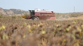 Trakya'da Ayçiçeği Hasadı Erken Başlıyor