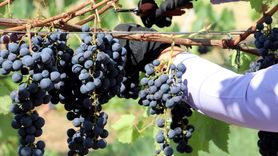 Trakya İlkeren Üzüm Hasadı Başladı