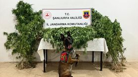 Uyuşturucu Operasyonu: 12 Şüpheli Gözaltına Alındı