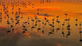 Van Gölü'ndeki Flamingolar: Gün Batımıyla Eşsiz Bir Manzara