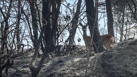 Yangın Kaçışındaki Karaca