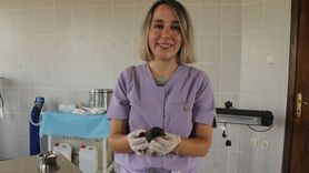 Yaralı Ak Karınlı Ebabil Kızılırmak Deltası'nda Tedavi Ediliyor