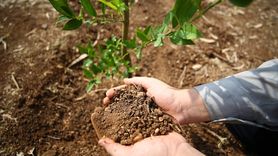 Adana'da Öğrencilerden Yeşil Vatan Projesi Kapsamında Fidan Dikimi