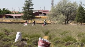 Afyonkarahisar'da Lavanta Geliri Köyün Giderlerine Katkı Sağlıyor