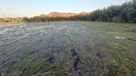 Ağrı Dağı'ndaki Kuşların Yuvası Tehlikede