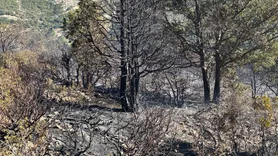 Akşehir'de Orman Yangını Kontrol Altına Alındı