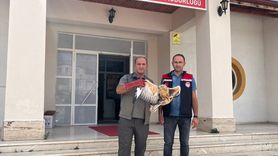 Amasya'da Yaralı Şahin Tedavi Ediliyor