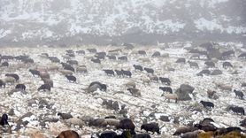 Ardahan'da Küçükbaş Hayvan Sürüleri Kar Yağışına Hazırlıksız Yakalandı