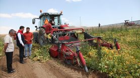 Bitlis'te Kuru Fasulye Hasadı Başladı