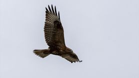 Bolu'da Rüzgarlı Havada Avlanan Kızıl Şahin Sowesi