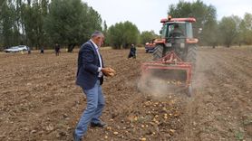 Çankırı'nın Dodurga Beldesinde Patates Hasadı Başladı