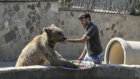 Çekmeköy'deki Ayı Okan'ın Tedavisi Uluslararası Gündemde