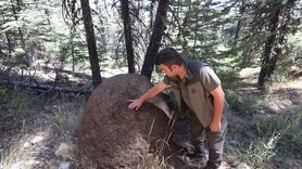 Çığlıkara Ormanları: Kırmızı Karıncaların Koruma Altındaki Asırlık Sedir Ağaçları